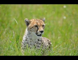 Cheetah