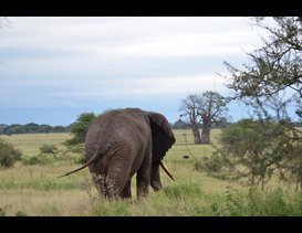 Elephant