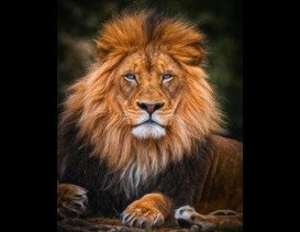 Tigers