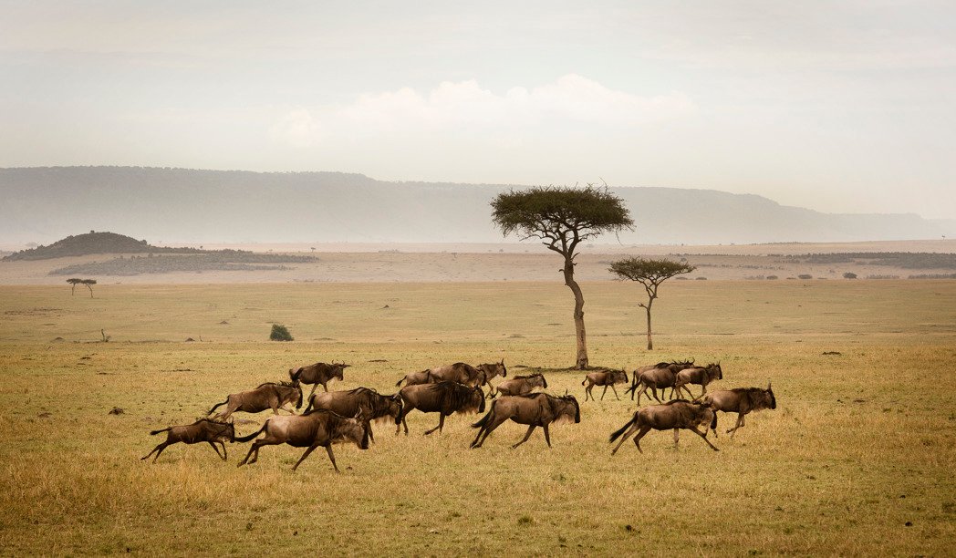 Serengeti plains
