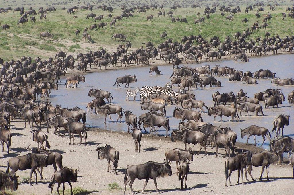 Serengeti plains